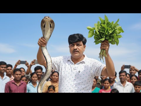 इस गाँव में मिली साँपों को दूर भगाने वाली जड़ी! क्या अब नहीं आयेगा किसी के घर में जहरीला साँप? 
