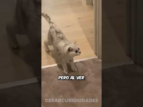 El susto gatuno mas grande 🤣