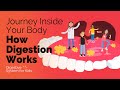 Digestive System Knowledge Assessment