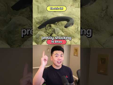 How Many Bites Will KILL You? 5
