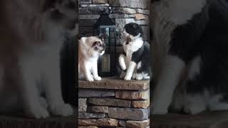 That felt personal #animals #catsrule #cats