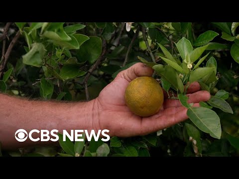 YouTube video thumbnail: Unpacking the Decline of Florida's Citrus Industry