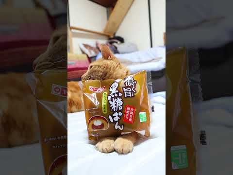 黒糖ぱんと猫の癒しシーン｜心温まるコラボ動画 サムネイル