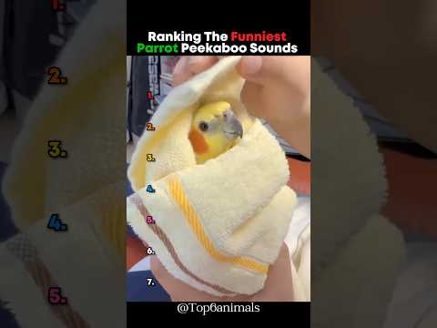 Ranking The Funniest Parrot Peekaboo Sounds 🤣 #parrot #sound
