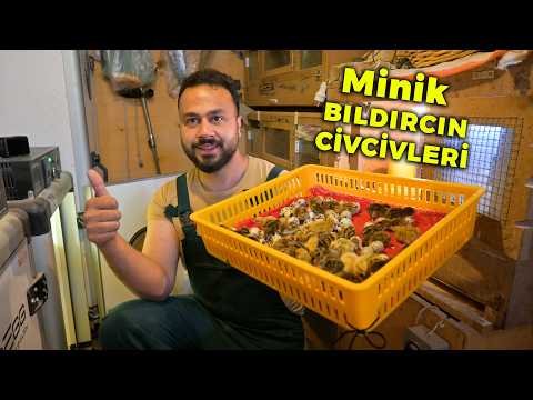 🐣 Sevimli Minik Bıldırcın Civcivleri Çıktı😍 - Çatının Altında Gurk Tavuk Şaşırttı - Çiftlik işleri