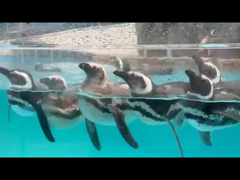 一緒が平和な仲良しペンギン【Friendly penguins conveying peace】