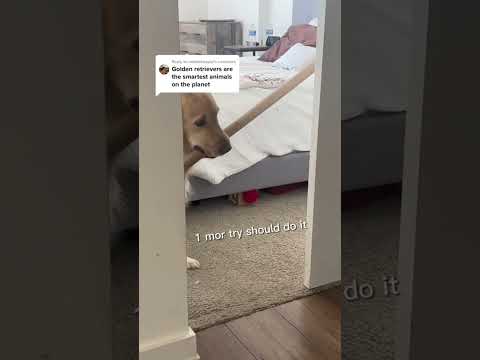 This golden retriever thinks she can fit though a doorway with her stick #goldenretriever #dogs