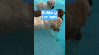 Dogs In Pool Bobbing For Balls Canine Enrichment RogerKingBits