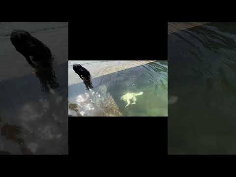 While king charles is sick Tyrant is training to increase his strength.