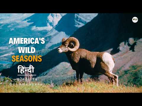 America's Wild Seasons, Autumn - हिन्दी डॉक्यूमेंट्री | Wildlife documentary in Hindi