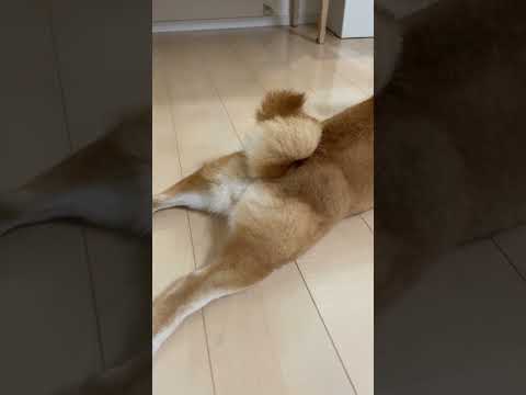 夏場の散歩後の柴犬