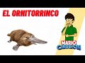 El Fascinante Mundo del Ornitorrinco