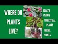Plant Habitats and Characteristics