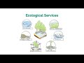 Mangroves: Importance and Threats