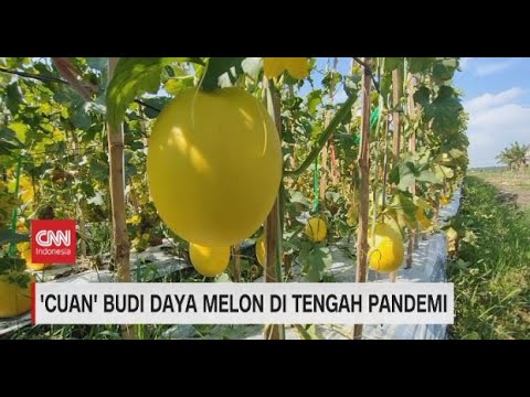 'Cuan' Budi Daya Melon di Tengah Pandemi