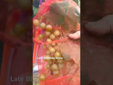 Deer got my #grapes! #gardentips