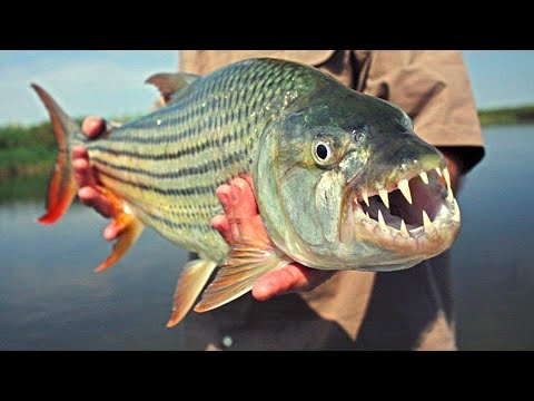 दुनिया के 10 सबसे खतरनाक मछलिया जो आफकी होश उड़ाकर रख देगा  Top 10 Most Dangerous Fish in the World