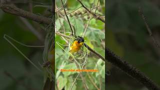 Ternyata Burung Ini… #viralvideo