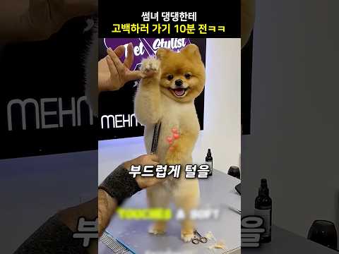 썸녀 댕댕한테 고백하러 가기 10분 전ㅋㅋ
