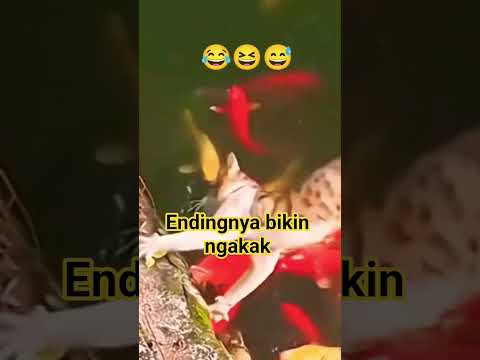 kucing lucu mau nangkap ikan malah kecebur #kucing #lucu #cat #funny #shorts