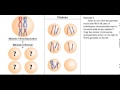 Exploring Errors in Meiosis