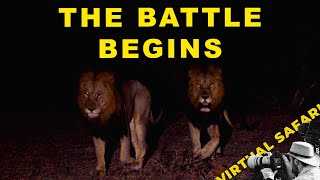 Lion Battles Begin- Gijima vs Plains Camp Males – The Clash Has Started | Virtual Safari #284