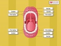 Understanding Teeth