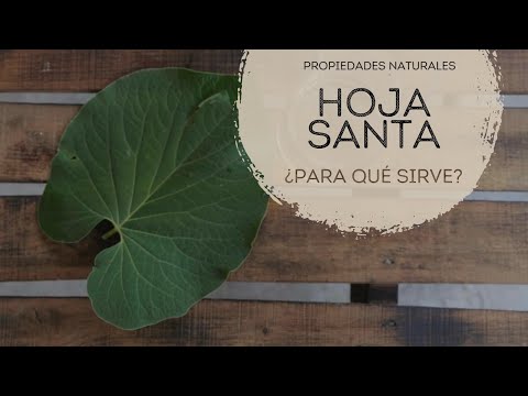 Descubre los usos sorprendentes de la hoja santa en la herbolaria