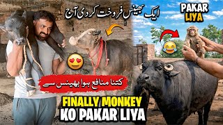 Aj Monkey Ko Pakar Liya 🐒 Aj Ka Din Kesa Guzra 😍🔥 | الحمدللہ ایک بھینس فروخت کر دی