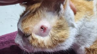 Removing A Huge Botfly From Little Kitten's Head (Part 167)