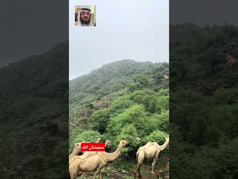 الابل والنوق تغطيها الاشجار بمنظر يبهر الابصار هل اعجبك المنظر ؟-اكتب سبحان الله في التعليقات اشتراك