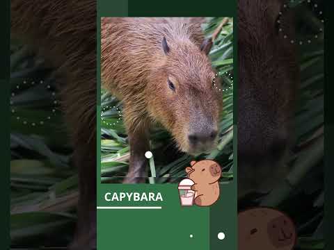CAPYBARA BỘ TRƯỞNG NGOẠI GIAO VÀ NHỮNG SỰ THẬT ĐÁNG YÊU VÀ THÚ VỊ #capybara #shorts