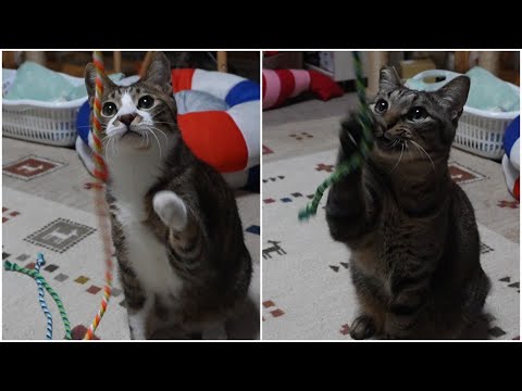 猫ちゃんとヒモの猫じゃらしで遊んでみるよ☆ガーちゃんの場合・ゴマちゃんの場合【リキちゃんねる　猫動画】 キジトラ 猫のいる暮らし