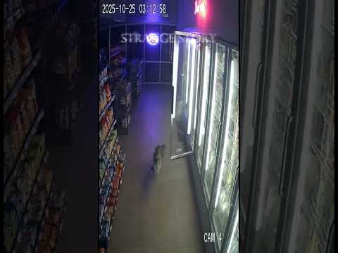 Raccoon Caught Red-Handed! The Smartest Egg Thief on CCTV