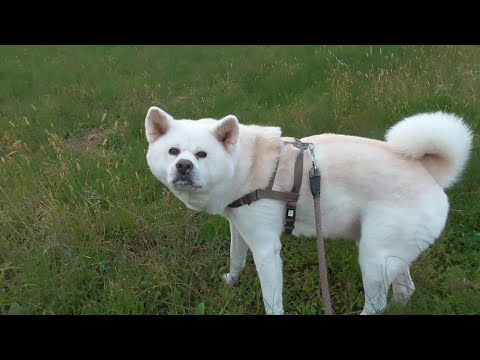 【秋田犬ゆうき】飼い主が育ててくれる猫草も有難いのだがやはり天然モノが一番効果ある【akita dog】
