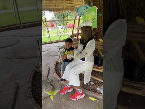 มีนกเต็มไปหมดเลย #automobile #lifeisbutadream #vlog #haveitoldyoulatelythatiloveyou #cooking #travel