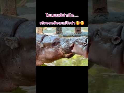 ❤️เด้งออดอ้อนแม่โจน่าshortsshortshortvideoหมูเด้งmoodenganim Amuletpura ❤️เด้งออดอ้อนแม่โจน่าshortsshortshortvideoหมูเด้งmoodenganim