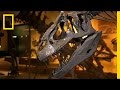 Allosaurus and Dinosaur Mounting