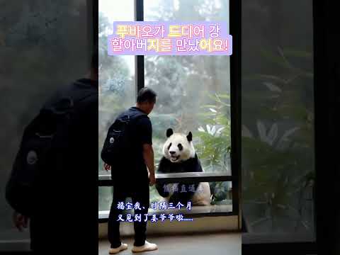 푸바오가 드디어 강 할아버지를 만났어요!Fu Bao finally meets Grandpa Kang!#panda #판다 #푸바오 #Fubao  #福宝