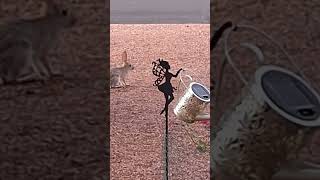 My "wildlife"