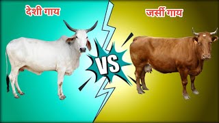 देसी गाय और जर्सी गाय में क्या अंतर है | देसी गाय की पहचान क्या है | Shri Rajiv Dixit ji #cow #milk