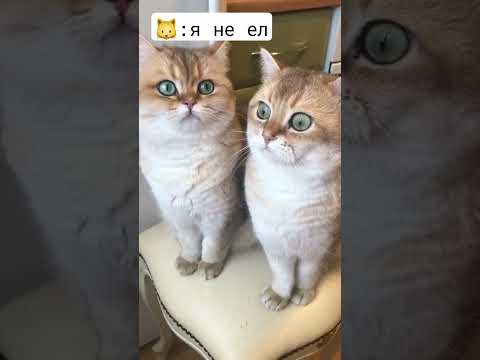 кто ел печенюшки? 😂 #рек #юмор #котики