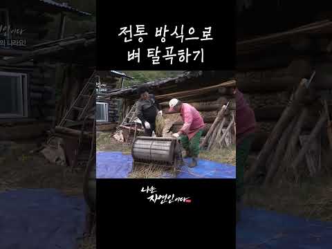 전통 방식으로 <strong>벼</strong> 탈곡하기 #shorts
