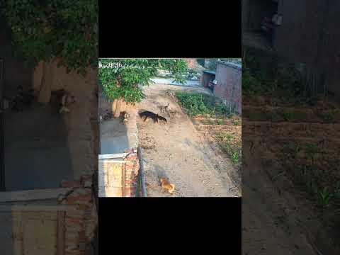Oh #shortvideo #animals #animallife #omg #dog