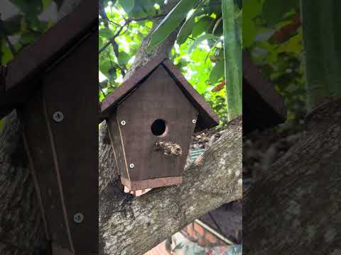 Bird nest made my self