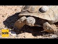 Tortoise Conservation and Genetics Insights