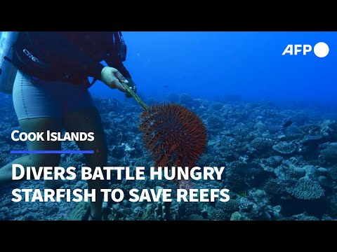 Divers battle hungry starfish eating coral reefs around the Cook Islands | AFP