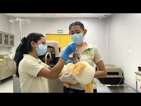 YouTube video thumbnail: Baby Monkey Finds Comfort in Stuffed toy at Mexican zoo