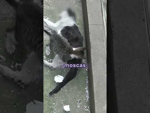 Este gatito no entendía que su mamá ya no volvería 😢🐱💔