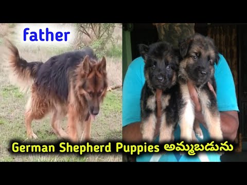 German Shepherd Rottweiler Puppies For Sale 01 2022